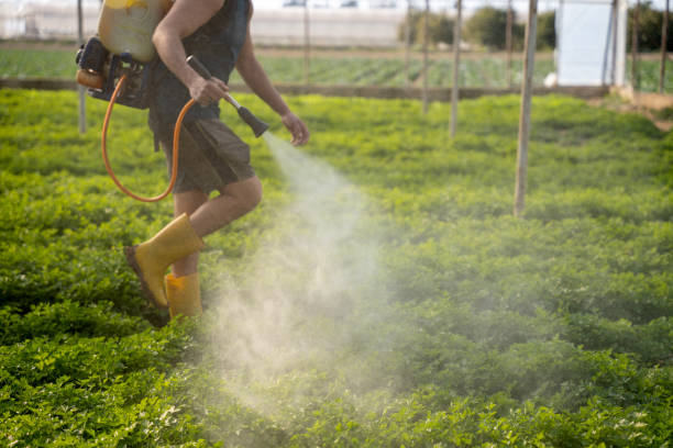 Wasp Removal Services in White Oak, OH