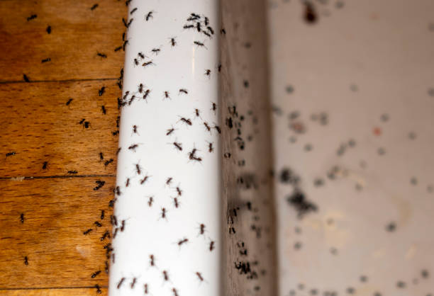 Best Pest Control Treatment  in White Oak, OH