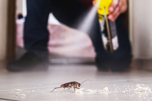 Best Flea Control Services  in White Oak, OH