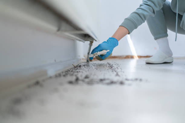 Best Wasp Removal Services  in White Oak, OH